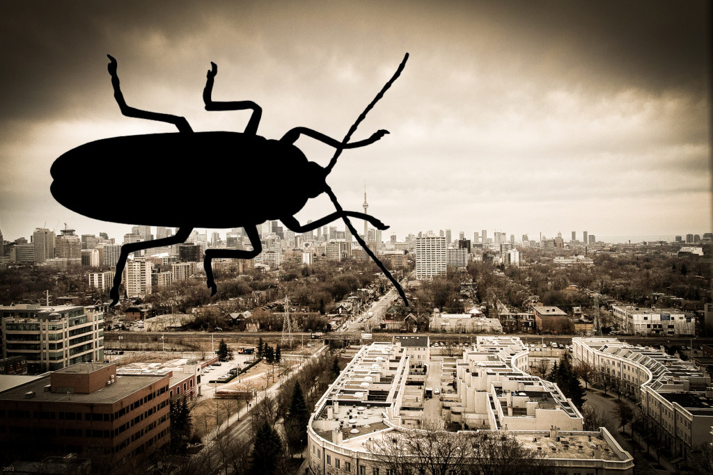 Toronto is a Cockroach Nest